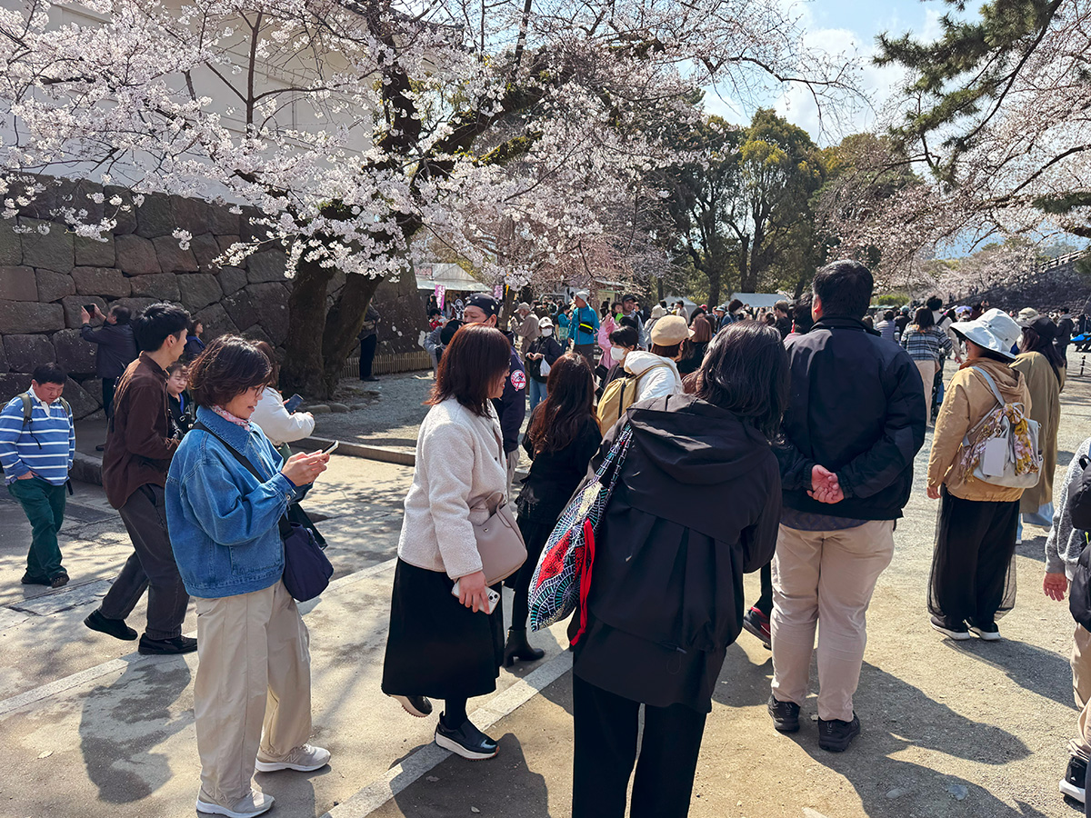 桜